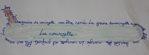 La courgette
