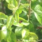 Accouplement