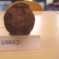 Harold