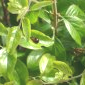 Accouplement