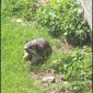 marmotte