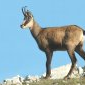 chamois