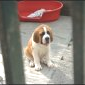 petit St bernard