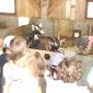 Les chevreaux
