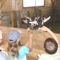 Les chevreaux