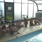 piscine 4
