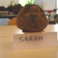 Sarah