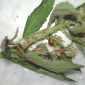 Nos coccinelles