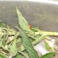 Nos coccinelles