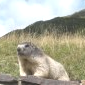 la marmotte