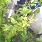 Accouplement