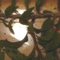 Nos coccinelles