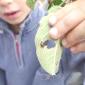 Libération des nos coccinelles par Harold et Cédric