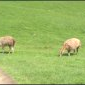 lamas