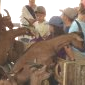 Les chevreaux