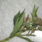 Nos coccinelles
