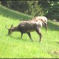 chamois