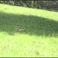 petit chamois