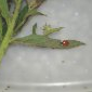 Nos coccinelles