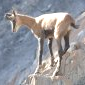 chamois