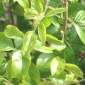 Accouplement