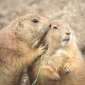 les marmottes